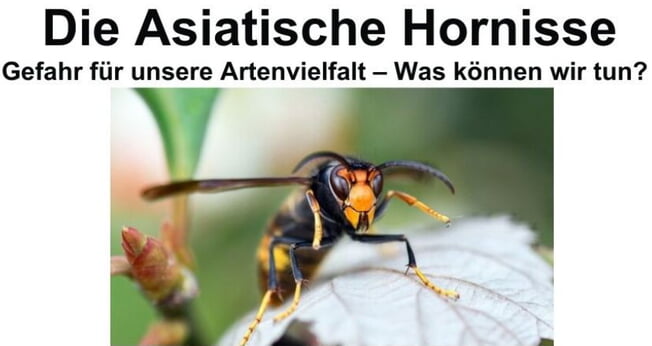 Inforamtionsabend &uuml;ber Asiatische Hornissen
