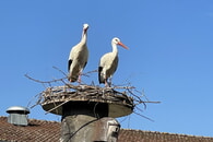 Der Fr&uuml;hling ist da