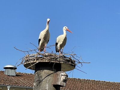 Der Fr&uuml;hling ist da