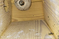 Erfolgreiche Nestentfernung