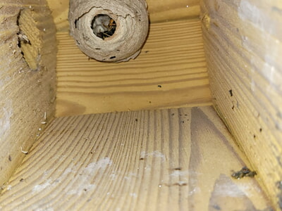 Erfolgreiche Nestentfernung