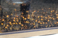 Weiteres Nest der Asiatischen Hornisse entfernt