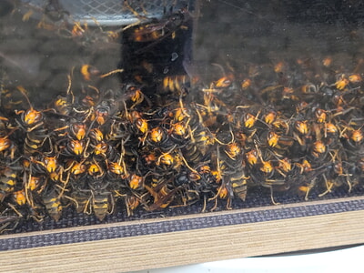 Weiteres Nest der Asiatischen Hornisse entfernt