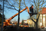 Baumschnittarbeiten laufen an