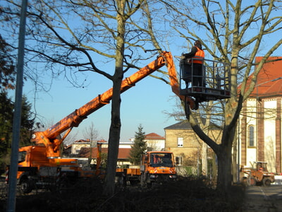 Baumschnittarbeiten laufen an