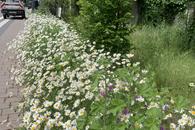 Projekt &bdquo;Natur nah dran&ldquo;