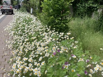 Projekt &bdquo;Natur nah dran&ldquo;