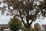 Hornissenfachberater Harald Wiedemann in Aktion