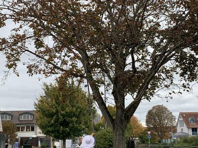 Hornissenfachberater Harald Wiedemann in Aktion