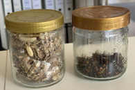 Asiatische Hornissen